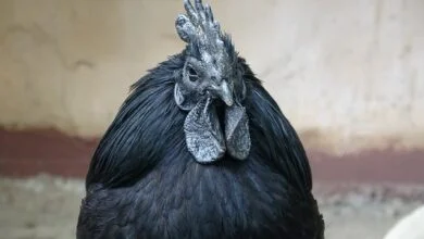 যে মুরগির রক্তসহ কালো