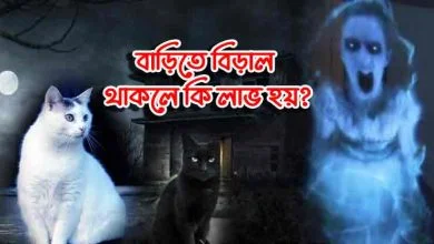 আল্লাহ বিড়াল কেন সৃষ্টি করলেন
